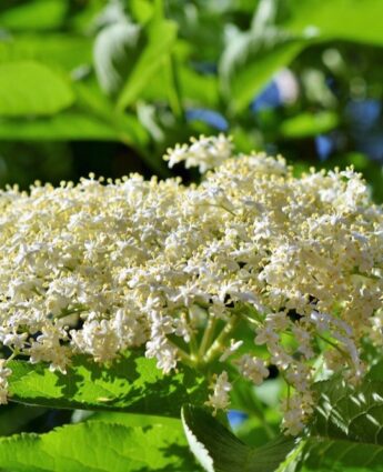 Les fleurs de sureau pour confectionner un vin apéritif délicieux